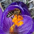 Biene an einer Krokusblütte