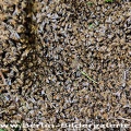 Ab Mai ist Schwarmzeit - 20.000 bis 30.000 Bienen...