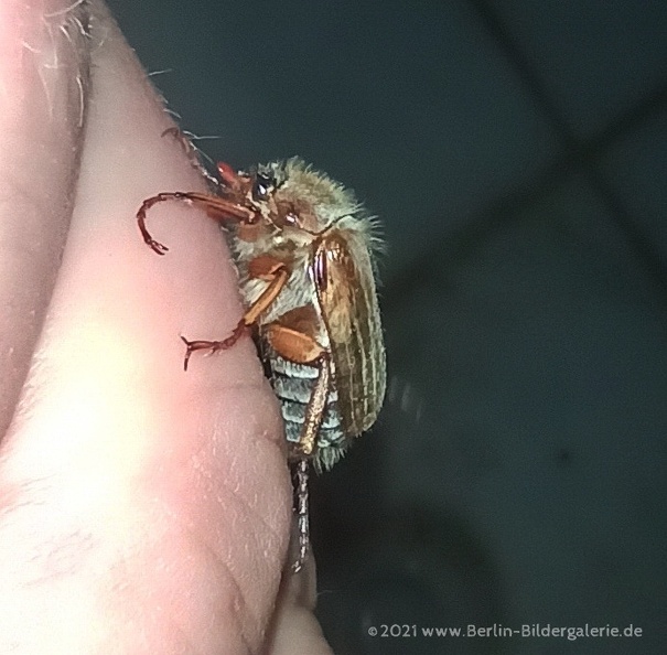 Amphimallon_solstitiale.jpg