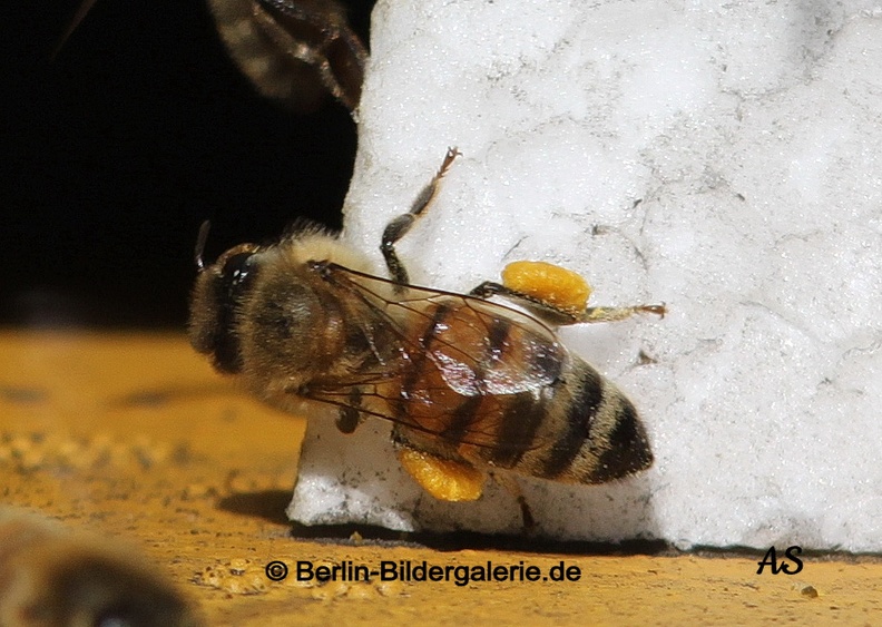 Biene mit Pollenhöschen