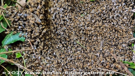 Ab Mai ist Schwarmzeit - 20.000 bis 30.000 Bienen...