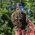 Bienenschwarm 