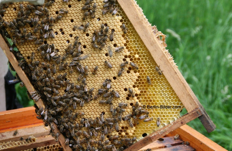 Bienenwabe.jpg