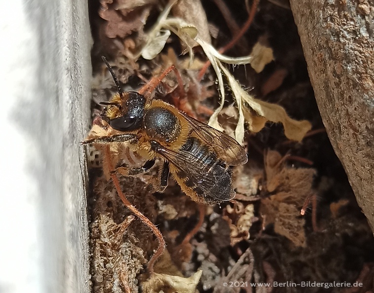 Blattschneiderbiene - Megachile willughbiella