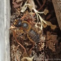 Blattschneiderbiene - Megachile willughbiella