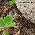 Blattschneiderbiene - Megachile willughbiella