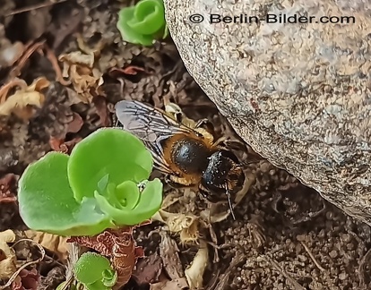 Blattschneiderbiene - Megachile willughbiella