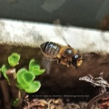 Blattschneiderbiene - Megachile willughbiella im Flug