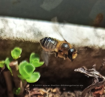 Blattschneiderbiene - Megachile willughbiella im Flug