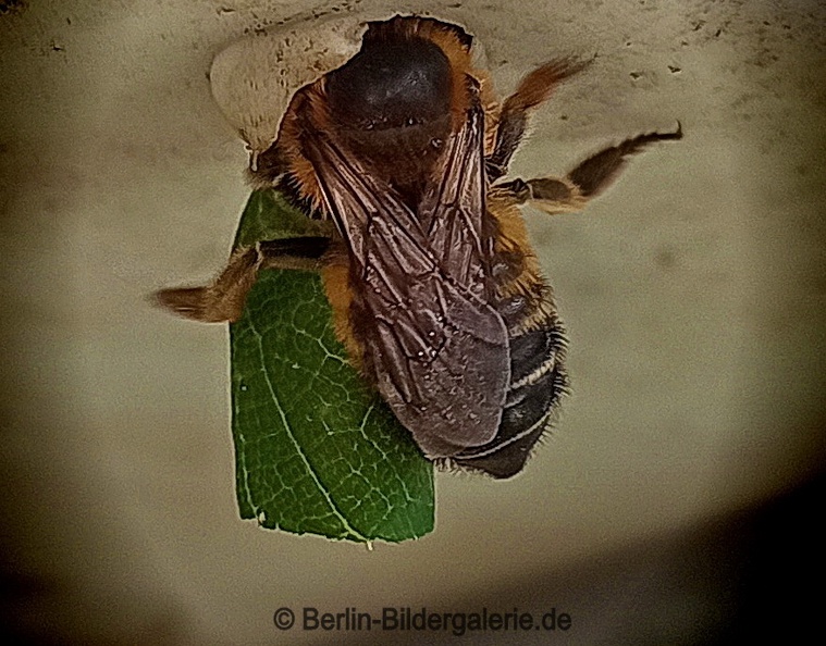 Blattschneiderbiene - Megachile willughbiella - Blattschneiderbiene_mit_Blatt.jpg Blattschneiderbiene_mit_Blatt.jpg