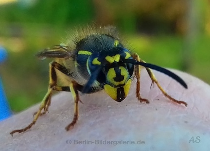  Gemeine Wespe (Vespula vulgaris)