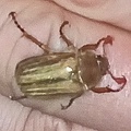 Gerippter Brachkäfer, auch Junikäfer (Amphimallon solstitiale)