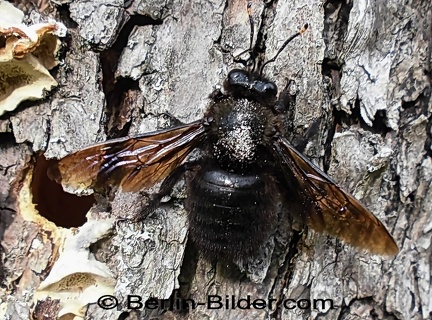 Blau-schwarze Holzbiene - Drohne (Männchen)
