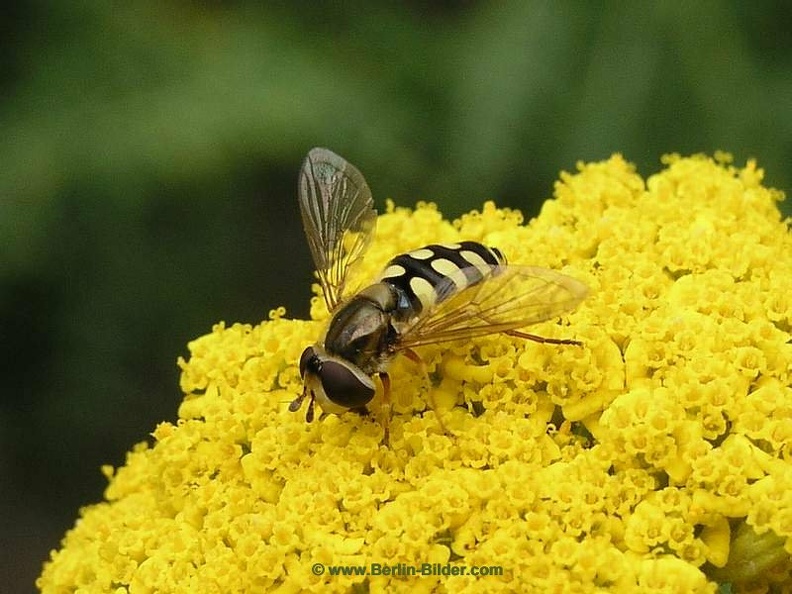 Insekten_Schwebfliege.JPG