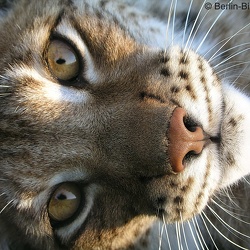 Luchs (Lynx)