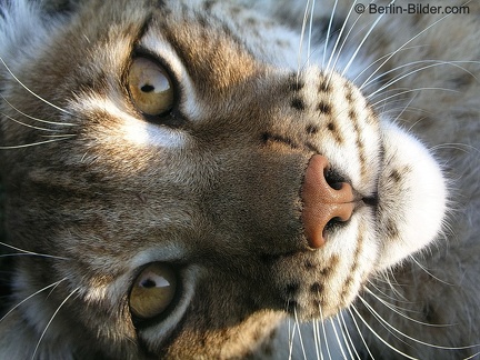 Luchs - Lynx