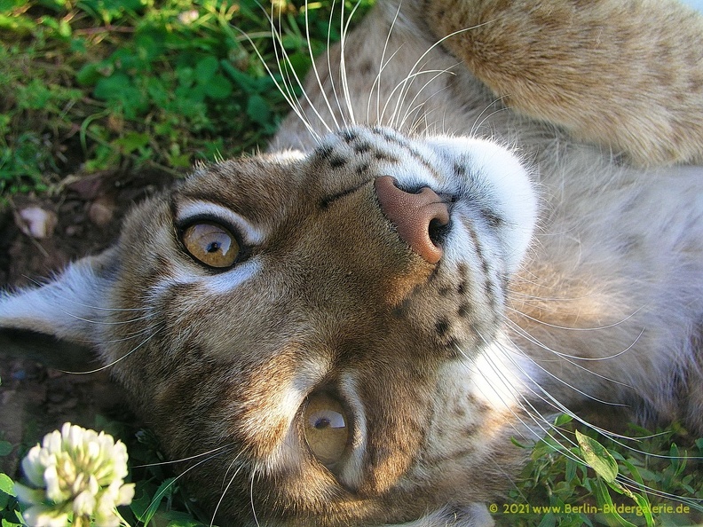 "Kraul mich!"
Lux_Schmusekatze.jpg