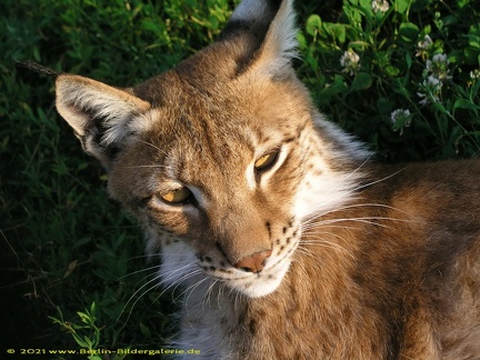 Luchs - Lynx