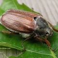 Maikäfer 