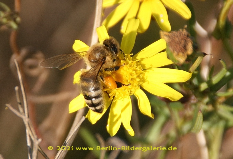 „Wenn die Bienen aussterben, sterben vier Jahre später auch die Menschen“
Pollensammlerin.jpg
