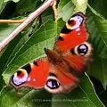 Tagpfauenauge Schmetterling - Aglais io