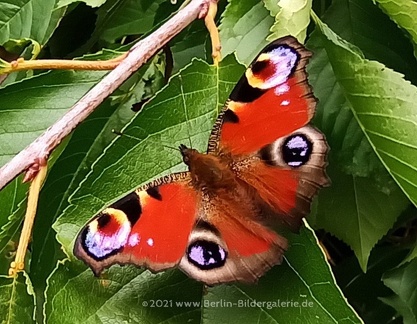 Tagpfauenauge Schmetterling - Aglais io
