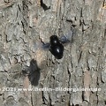 Blau-schwarze Holzbiene im Anflug auf ihren Nistplatz...