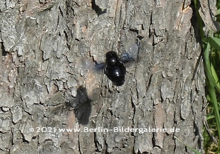 Blau-schwarze Holzbiene im Anflug auf ihren Nistplatz...