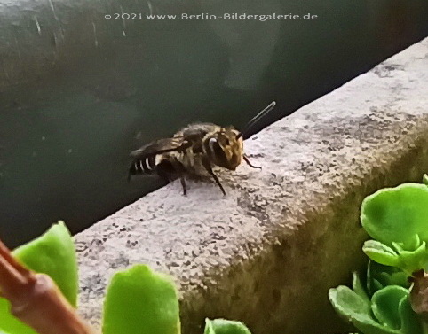 Kegelbiene Coelioxys - Kegelbiene_Coelioxys.jpg Kegelbiene_Coelioxys.jpg